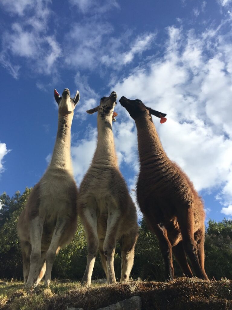 llama chaco machupicchu